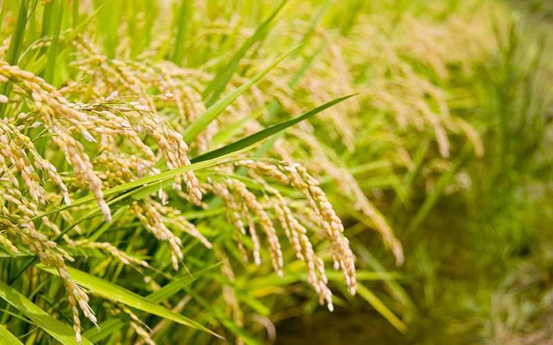 一粒万倍日とは