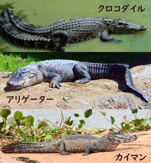 クロコダイルとアリゲーター、カイマン