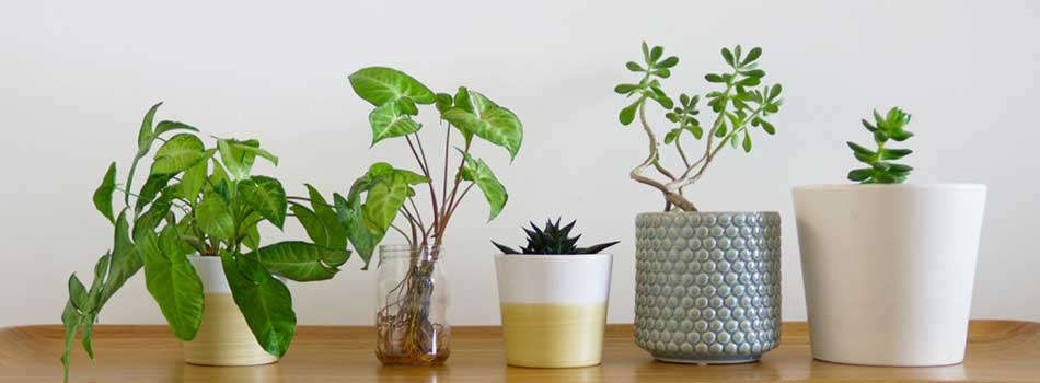 金運アップには観葉植物を置く